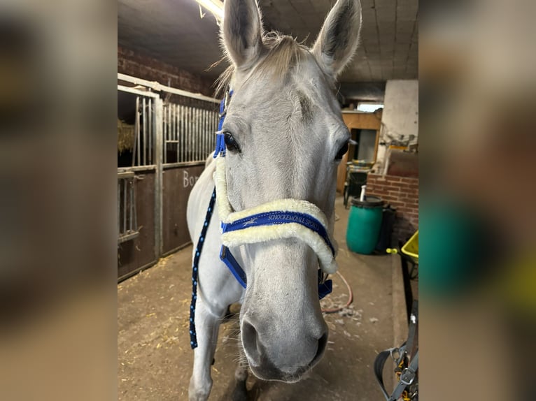 German Sport Horse Mare 14 years 16,1 hh Gray in Nordhorn