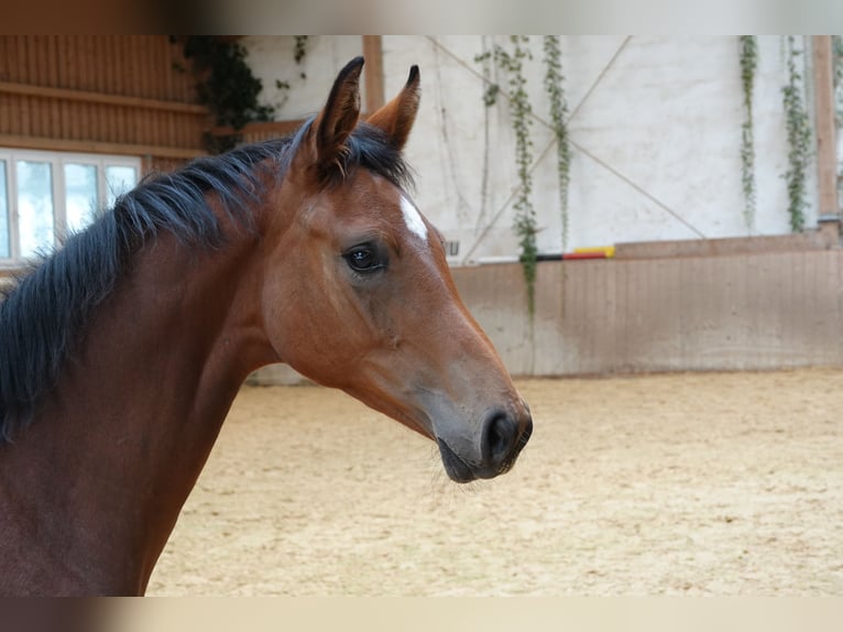 German Sport Horse Mare 14 years 16,2 hh Brown in Rehau