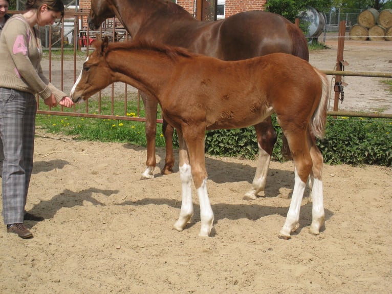 German Sport Horse Mare 14 years 16,2 hh Chestnut-Red in Lengerich