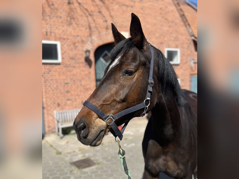 German Sport Horse Mare 14 years 16.3 hh Bay-Dark in Beelen