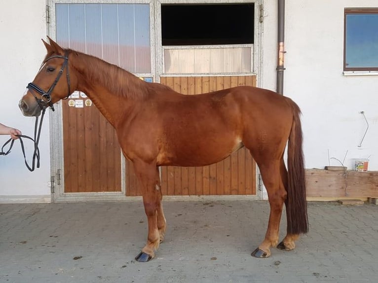 German Sport Horse Mare 14 years 16.3 hh Chestnut-Red in Bad Birnbach