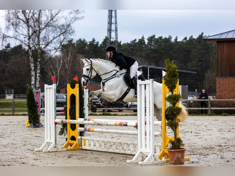 German Sport Horse Mare 14 years 16,3 hh Gray in Hamburg