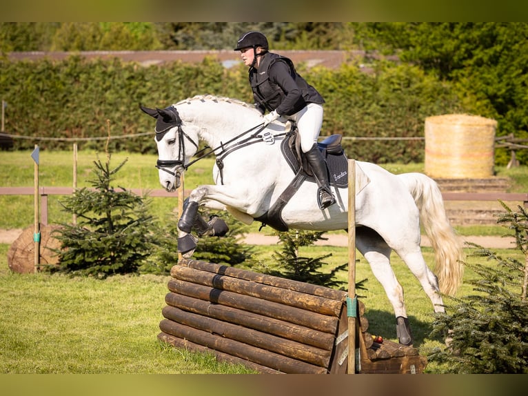 German Sport Horse Mare 14 years 16,3 hh Gray in Hamburg