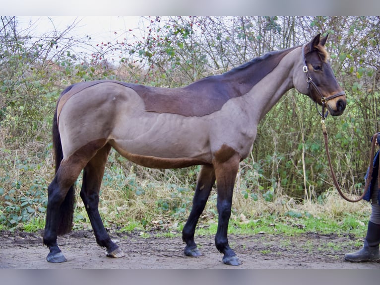 German Sport Horse Mare 14 years 16 hh Brown in Schönberg