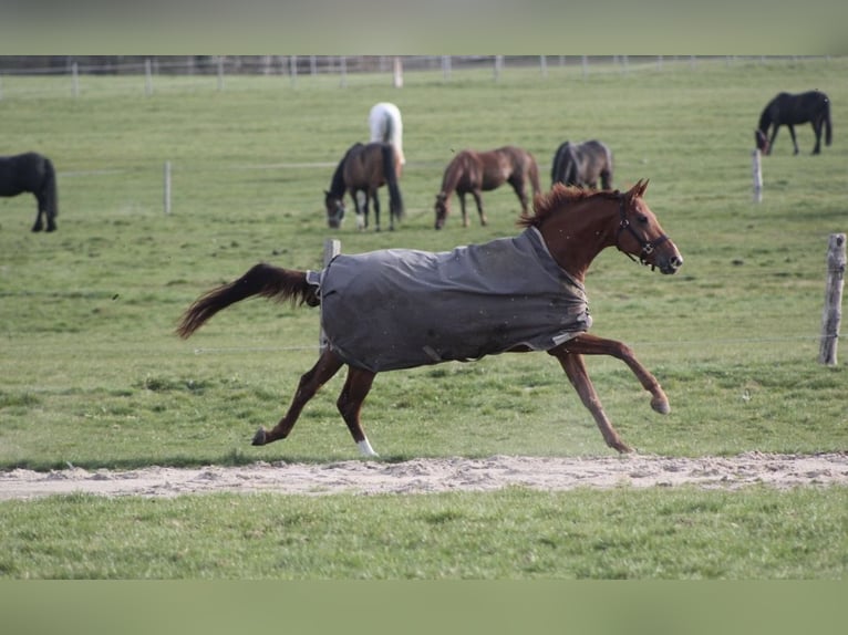 German Sport Horse Mare 14 years 16 hh Chestnut-Red in Henstedt-Ulzburg