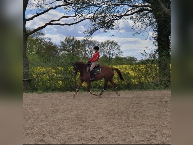 German Sport Horse Mare 14 years 16 hh Chestnut-Red in Henstedt-Ulzburg