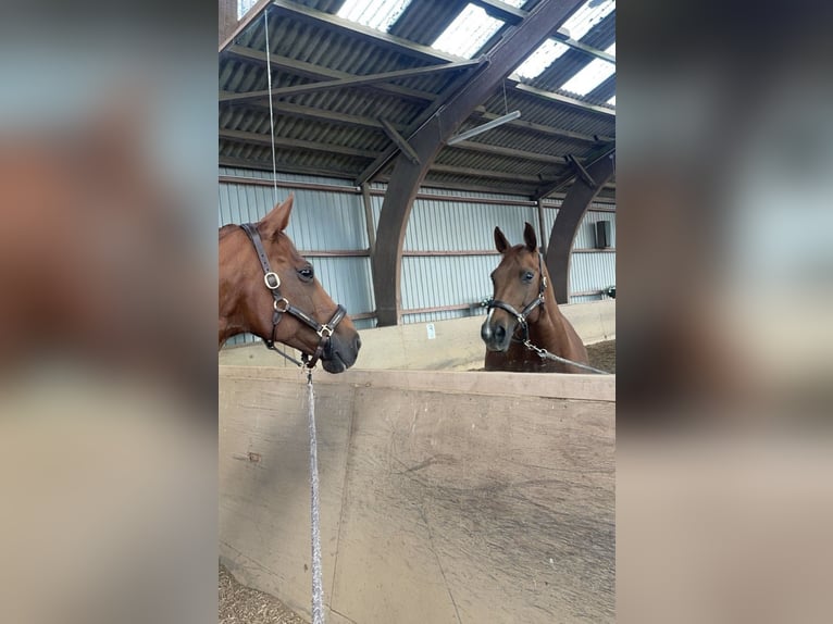 German Sport Horse Mare 14 years 16 hh Chestnut-Red in Henstedt-Ulzburg