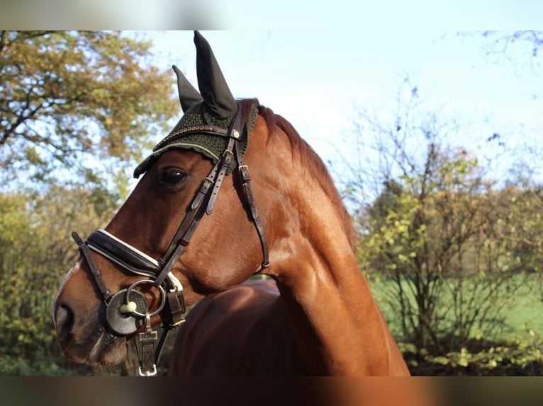 German Sport Horse Mare 14 years 16 hh Chestnut-Red in Henstedt-Ulzburg