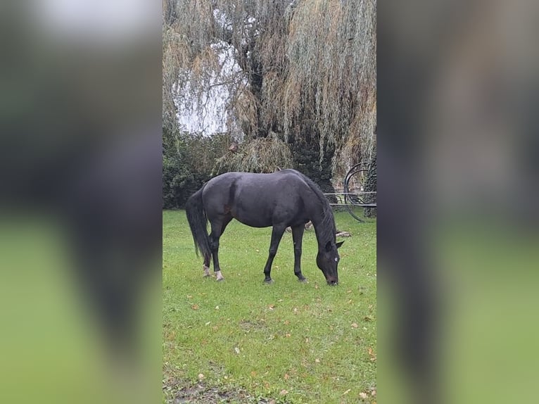 German Sport Horse Mare 14 years 16,2 hh Bay-Dark in Angern
