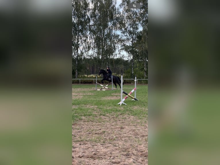 German Sport Horse Mare 14 years 16,2 hh Bay-Dark in Angern