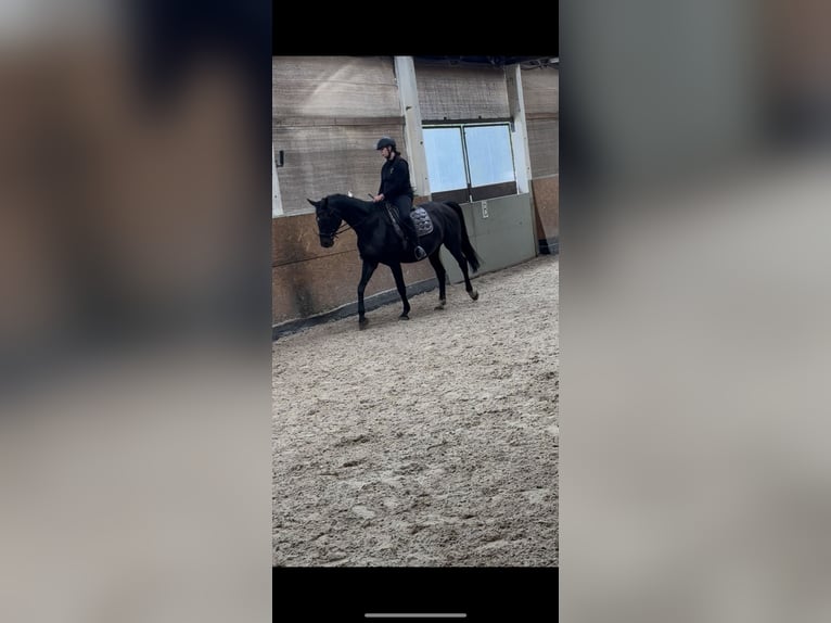 German Sport Horse Mare 14 years 16,2 hh Bay-Dark in Angern