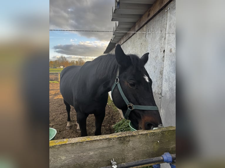 German Sport Horse Mare 14 years 16,2 hh Bay-Dark in Angern