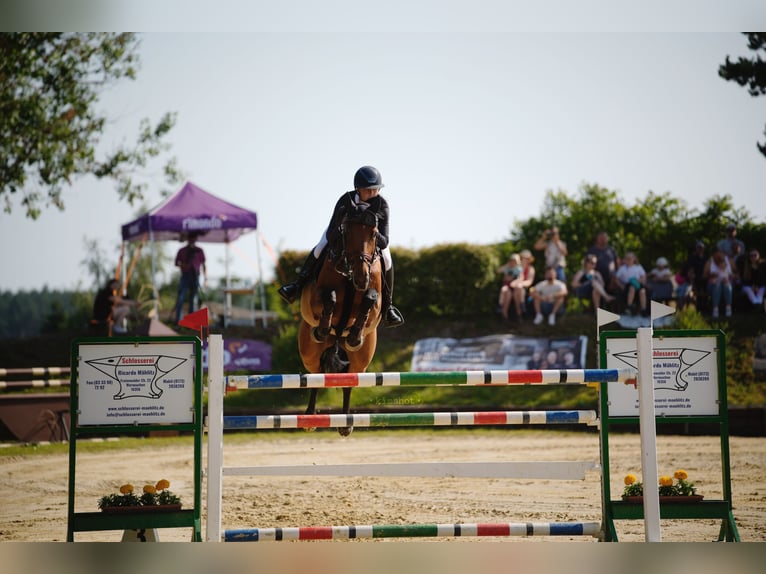 German Sport Horse Mare 14 years 16,2 hh Brown in Zülpich