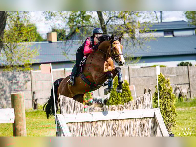 German Sport Horse Mare 14 years 16,3 hh Bay in Warszawa
