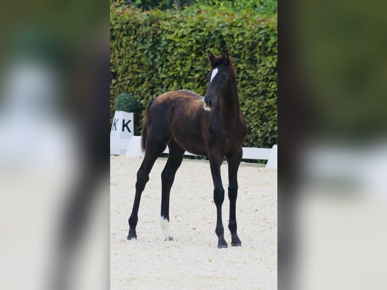 German Sport Horse Mare 14 years 17.1 hh Chestnut-Red in Chieming/Hart