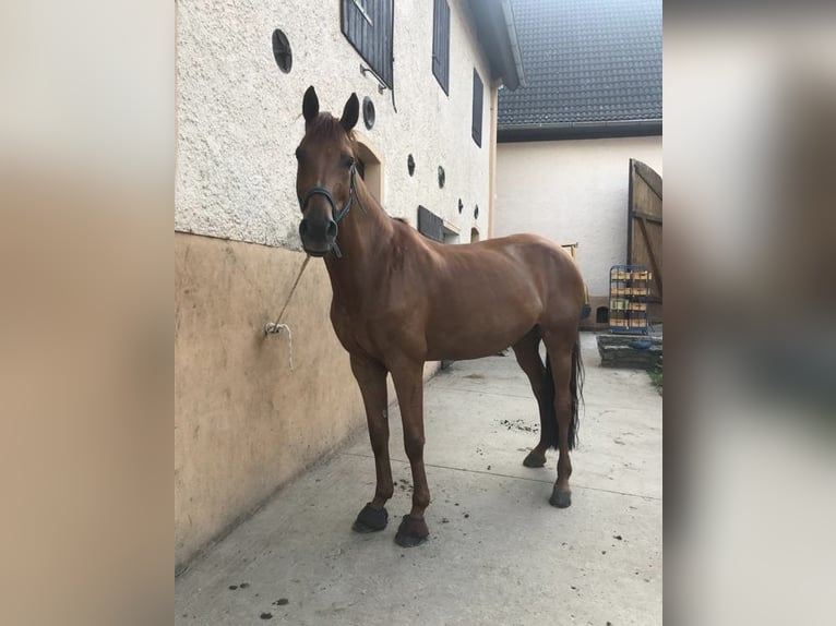 German Sport Horse Mare 14 years 17 hh Chestnut-Red in Brahmenau