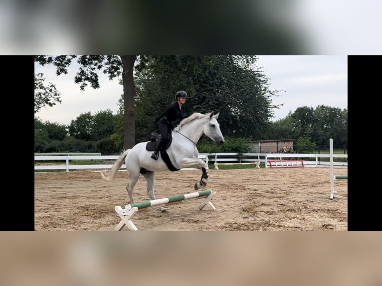 German Sport Horse Mare 14 years 17 hh Grey in Stralsund