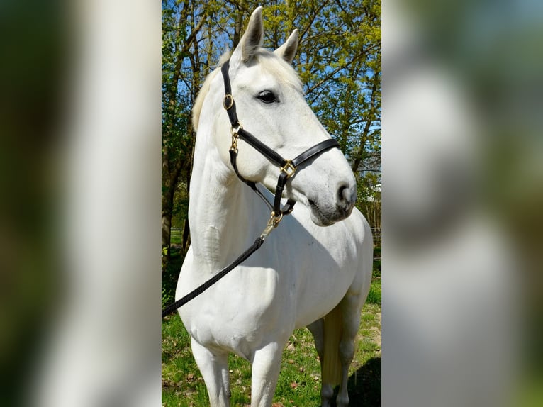 German Sport Horse Mare 14 years 17 hh Grey in Stralsund