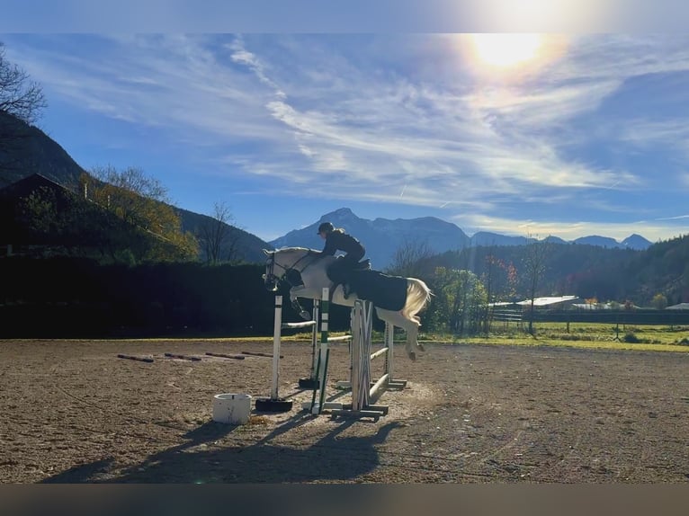 German Sport Horse Mare 14 years 17 hh Grey in Bischofswiesen