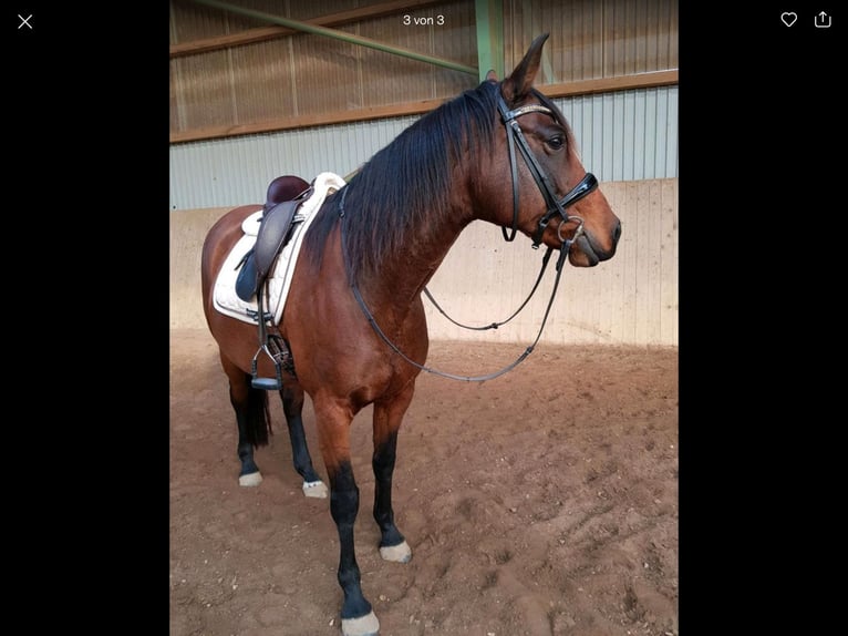 German Sport Horse Mare 15 years 15,2 hh Brown in Hildesheim