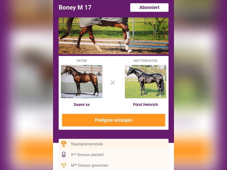 German Sport Horse Mare 15 years 15.3 hh Chestnut-Red in Frauenstein