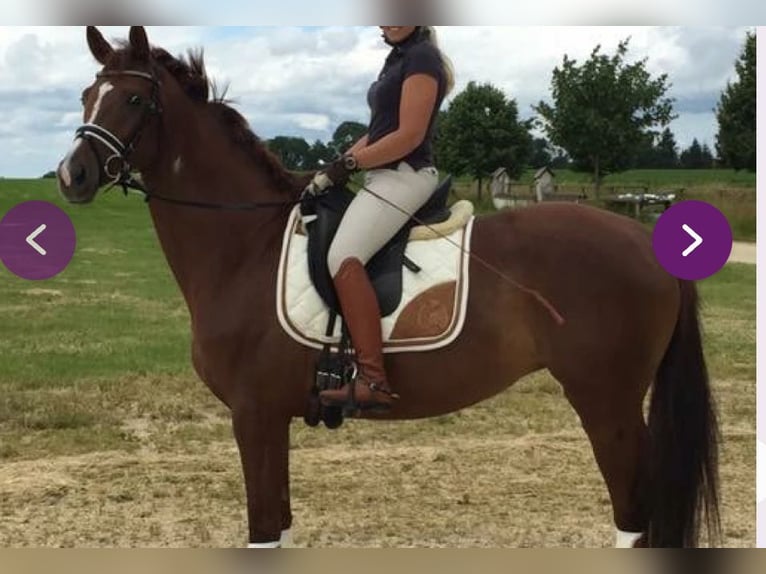 German Sport Horse Mare 15 years 15.3 hh Chestnut-Red in Frauenstein