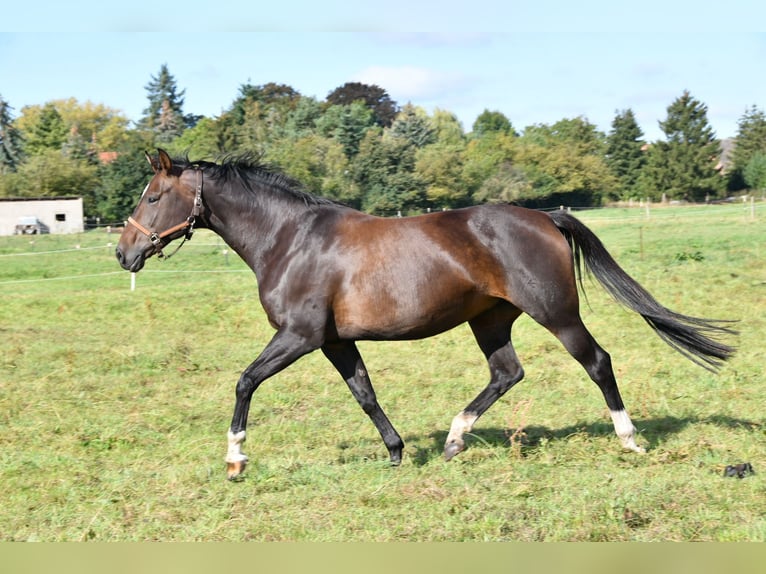 German Sport Horse Mare 15 years 16,1 hh Bay-Dark in Kalbe (Milde)