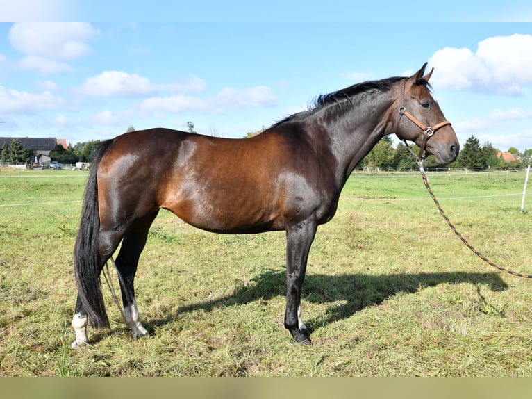 German Sport Horse Mare 15 years 16,1 hh Bay-Dark in Kalbe (Milde)