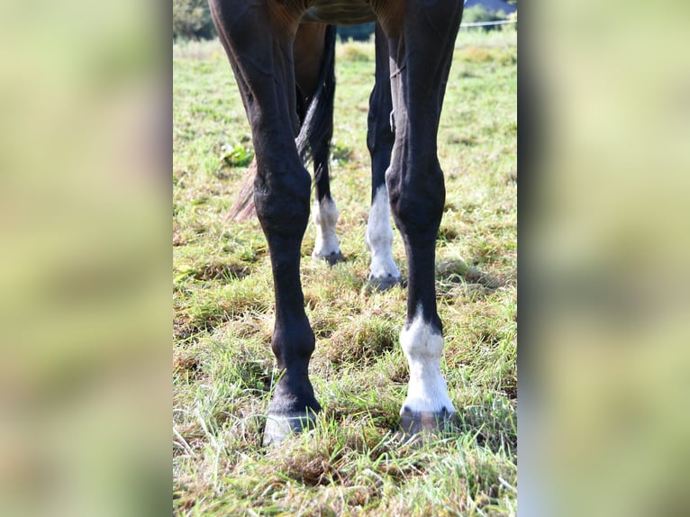 German Sport Horse Mare 15 years 16,1 hh Bay-Dark in Kalbe (Milde)