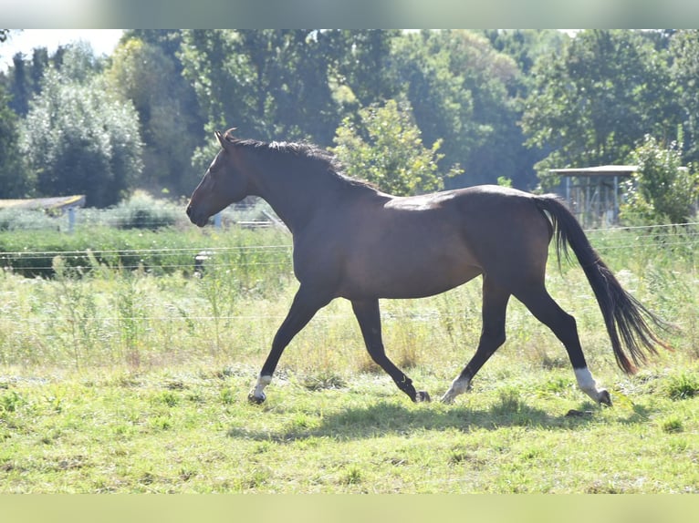 German Sport Horse Mare 15 years 16,1 hh Bay-Dark in Kalbe (Milde)