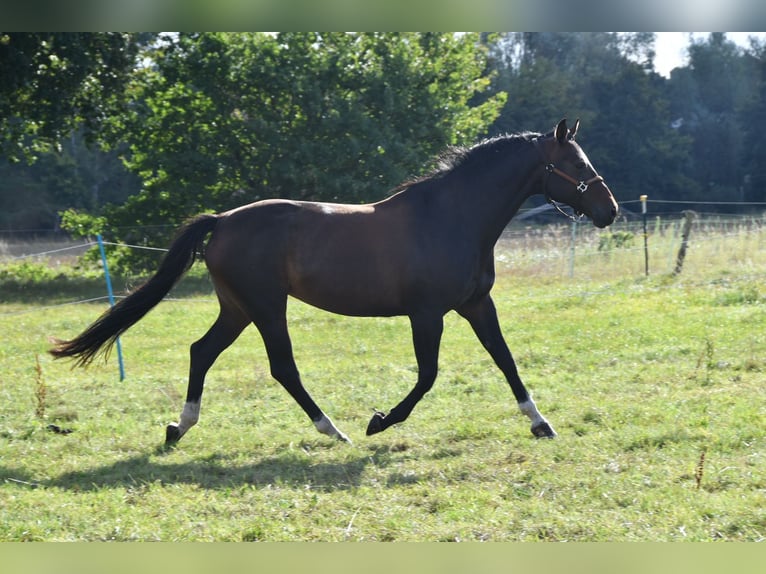 German Sport Horse Mare 15 years 16,1 hh Bay-Dark in Kalbe (Milde)