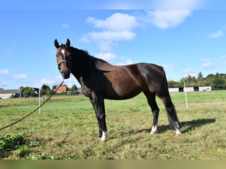 German Sport Horse Mare 15 years 16,1 hh Bay-Dark in Kalbe (Milde)