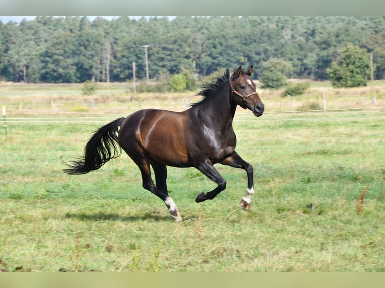 German Sport Horse Mare 15 years 16,1 hh Bay-Dark in Kalbe (Milde)