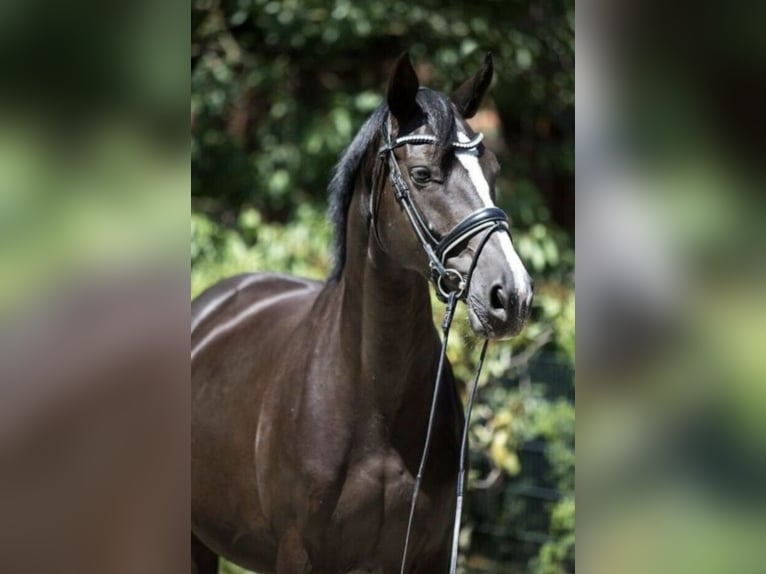 German Sport Horse Mare 15 years 16.1 hh Black in Mönchengladbach
