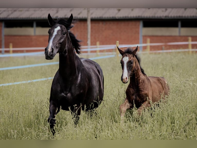 German Sport Horse Mare 15 years 16.1 hh Black in Mönchengladbach