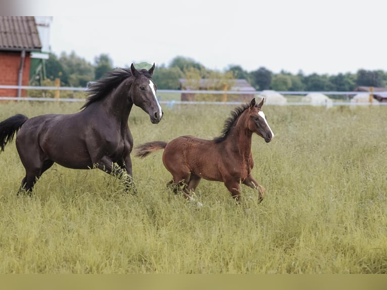 German Sport Horse Mare 15 years 16.1 hh Black in Mönchengladbach