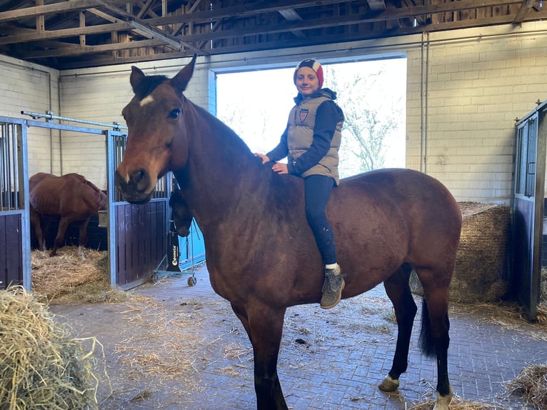 German Sport Horse Mare 15 years 16.1 hh Brown in Grimmen