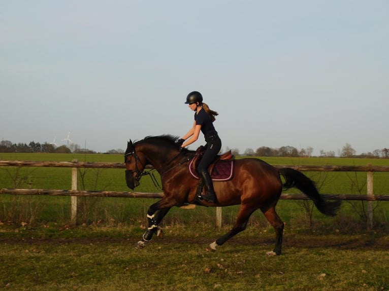 German Sport Horse Mare 15 years 16,1 hh Brown in Voltlage