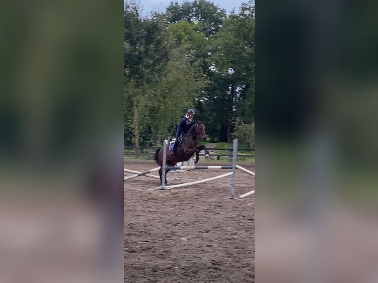 German Sport Horse Mare 15 years 16,1 hh Brown in Voltlage