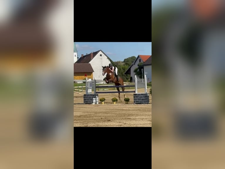 German Sport Horse Mare 15 years 16,1 hh Chestnut-Red in Schwandorf