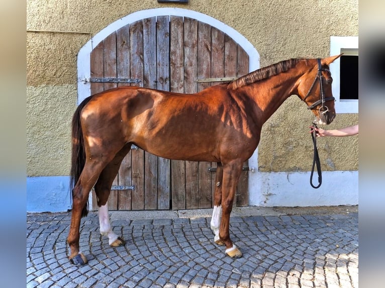 German Sport Horse Mare 15 years 16,1 hh Chestnut-Red in Schwandorf