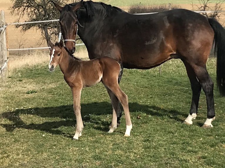 German Sport Horse Mare 15 years 16.2 hh Bay-Dark in SachsenheimSachsenheim