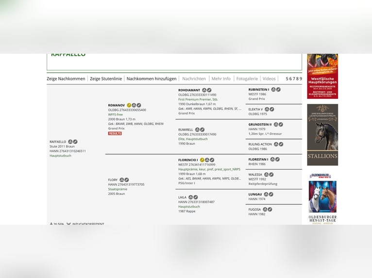 German Sport Horse Mare 15 years 16.2 hh Brown in Furth im Wald