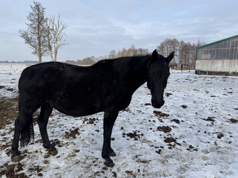 German Sport Horse Mare 15 years 16.3 hh Black in Heiligengrabe