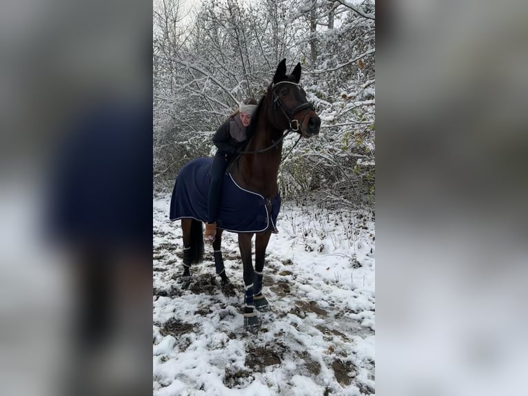 German Sport Horse Mare 15 years 16.3 hh Brown in Oppin