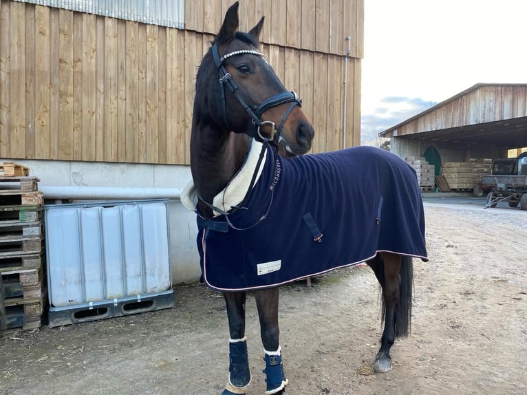 German Sport Horse Mare 15 years 16.3 hh Brown in Oppin