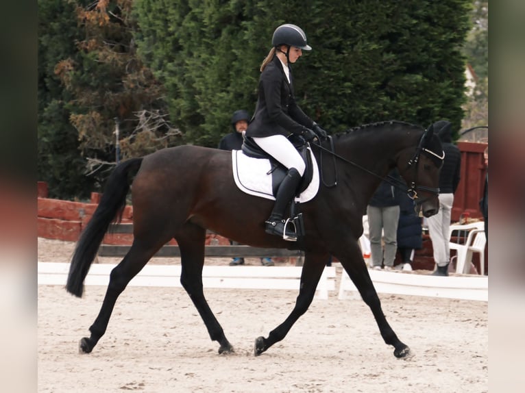 German Sport Horse Mare 15 years 16.3 hh Brown in Oppin