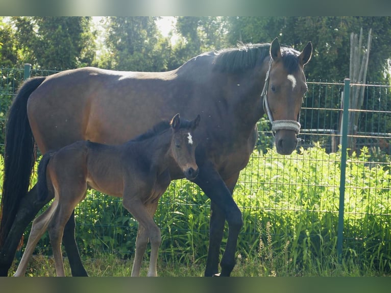 German Sport Horse Mare 15 years 16.3 hh Brown in Oppin