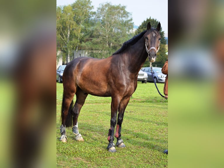 German Sport Horse Mare 15 years 16.3 hh Brown in Rohrlack