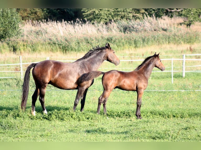 German Sport Horse Mare 15 years 16 hh Bay-Dark in Liebstadt